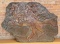 Bobbie Carlyle Mustang Relief Bronze