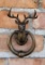 Shristy Hardware Brass Stag Door Knocker