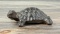 Cast Iron Turtle Paperweight