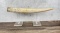 Walrus Tusk Montana Residents Only