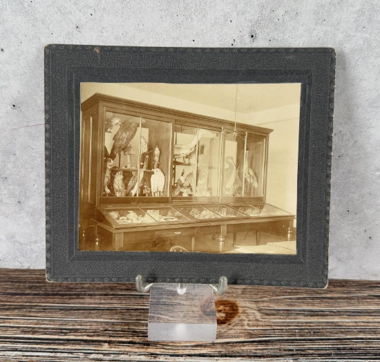 Taxidermy Birds in Display Cases Cabinet Photo