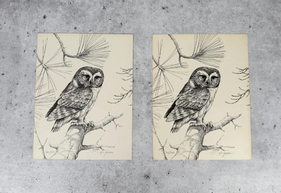 Ron Jenkins Owl Prints