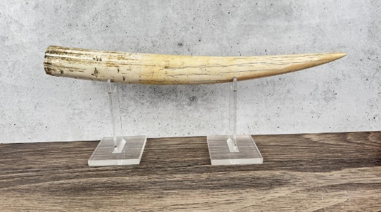 Walrus Tusk Montana Residents Only