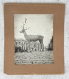 1916 Butte Montana Giant Elk Photo