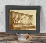 Taxidermy Birds in Display Cases Cabinet Photo