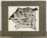 Frank Bennett Fiske Big Horn Buffalo Robe Photo