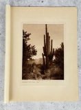 Edward Curtis Photogravure Gathering Cactus Fruit