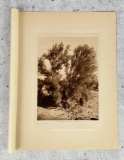 Edward Curtis Photogravure Palo Verde