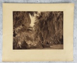 Edward Curtis Photogravure Under the Palms