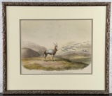 William Cornwallis Harris Blesbok Antelope