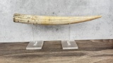 Walrus Tusk Montana Residents Only
