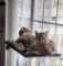 Pet Accessories
