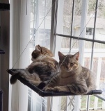 Pet Accessories