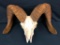 Huge Bighorn Sheep Skull- Found 1937 in Death Valley