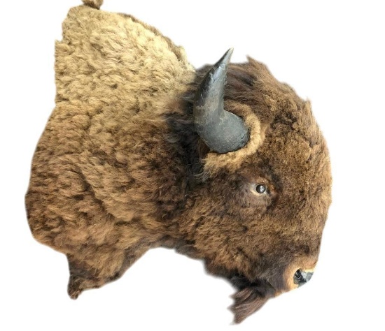 Large Buffalo Mount In Winter Coat