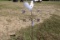 Rooster Windmill Weathervane