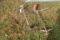 Two Weedeaters