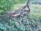SPRING TOOTH PLOW
