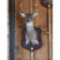 Eight Point Deer Head Mount