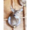 Eight Point Deer Head Mount