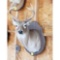 Eight Point Deer Head Mount
