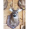 Eight Point Deer Head Mount