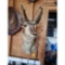 Antelope Mount