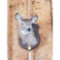Six Point Deer Head Mount