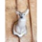Seven Point Deer Head Mount