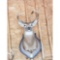 Nine Point Deer Head Mount