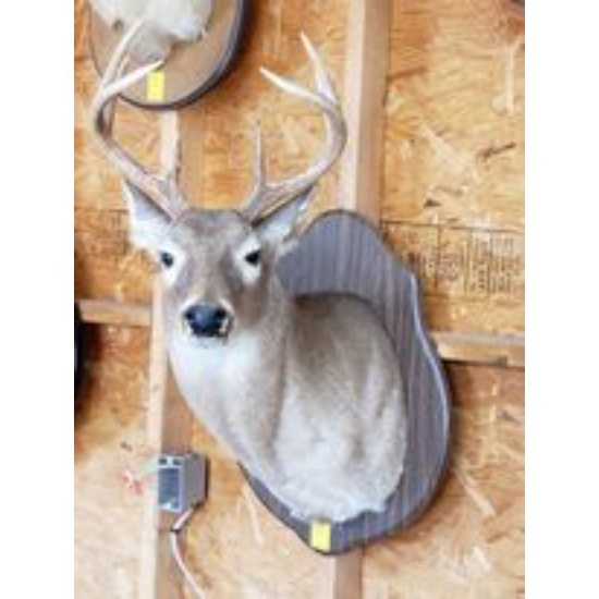 Eight Point Deer Head Mount