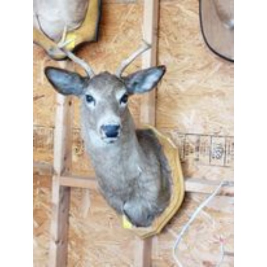 Five Point Deer Head Mount