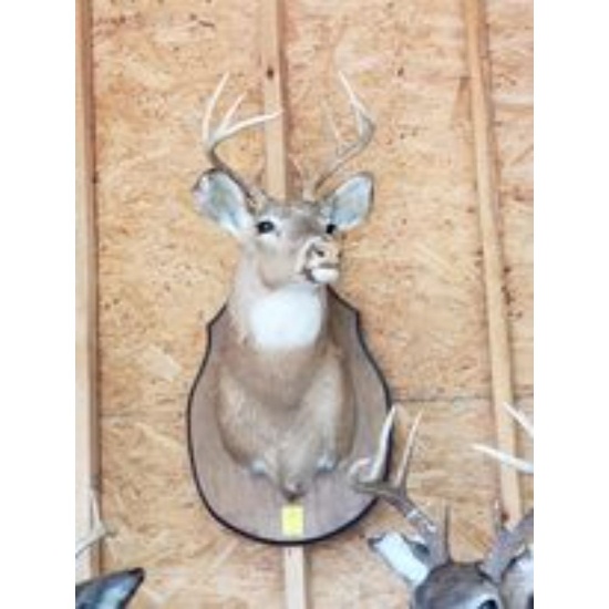Ten Point Deer Head Mount