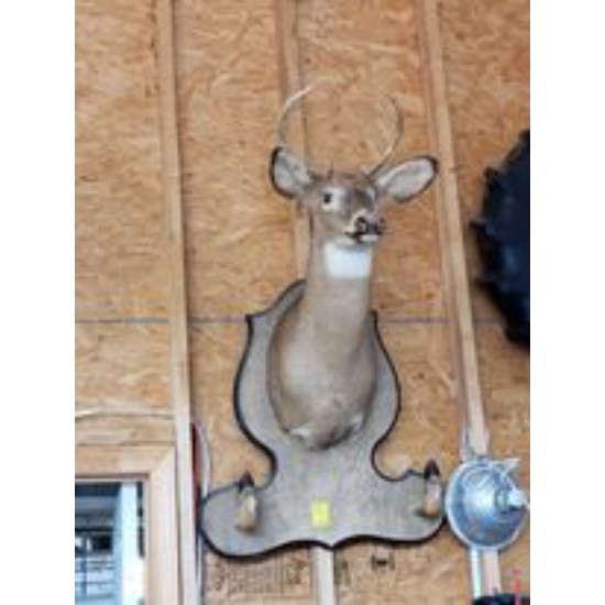 Eight Point Deer Head Mount