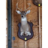 Eight Point Deer Head Mount