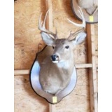 Eight Point Deer Head Mount