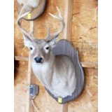 Eight Point Deer Head Mount