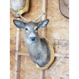 Five Point Deer Head Mount