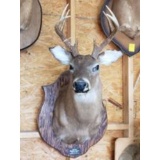 Eight Point Deer Head Mount