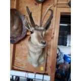 Antelope Mount