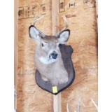 Six Point Deer Head Mount