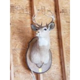 Eight Point Deer Head Mount