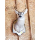 Seven Point Deer Head Mount