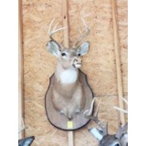 Ten Point Deer Head Mount