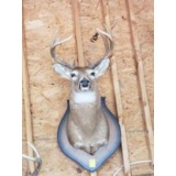 Nine Point Deer Head Mount