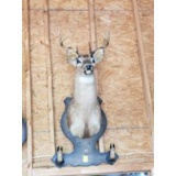 Seven Point Deer Head Mount