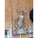 Eight Point Deer Head Mount