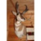Prong horn mount