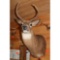 Seven point white tail mount