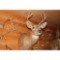 Seven point white tail mount